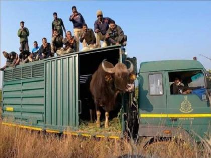 18 hours Gaur rescue operation in Sangli | सांगलीत १८ तास गव्याच्या रेस्क्यू ऑपरेशनचा थरार