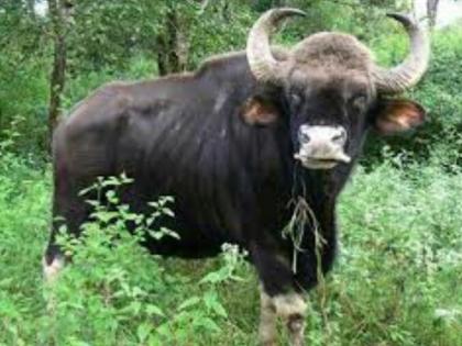 Kolhapur: Mother and son seriously injured in cow attack in Sohale | Kolhapur: सोहाळेत गव्याच्या हल्ल्यात आई व मुलगा गंभीर जखमी