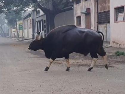 curfew in sangli market yard after gava entry | सांगलीत गव्याची एन्ट्री, मार्केट यार्डात जमावबंदी