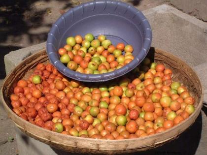 Legumes are expensive! Sour, sweet gourd berry is more expensive than apples | रानमेवा महागला ! सफरचंदापेक्षाही आंबट, गोड गावरान बोरं महाग