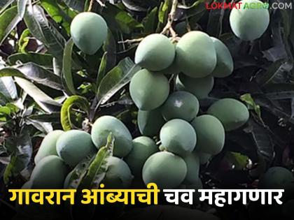 latest News Gavran Ambe Unseasonal rains also hit Gavran mango, prices to increase in market | Gavran Ambe : अवकाळी पावसाचा गावरान आंब्यालाही फटका, बाजारात दर वाढण्याची शक्यता latest News Gavran Ambe Unseasonal rains also hit Gavran mango, prices to increase in market | Gavran Ambe : अवकाळी पावसाचा गावरान आंब्यालाही फटका, बाजारात दर वाढण्याची शक्यता