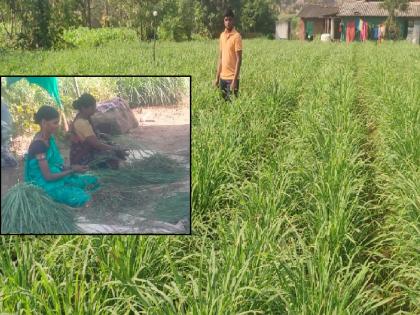 Mumbaikars love the herbal tea of Biur in Sangli district | सांगली जिल्ह्यातील बिऊरच्या गवती चहाची मुंबईकरांना भूरळ