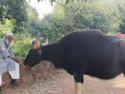 It was expensive to feed the cow | गव्याला पाव खावू घालणे पडले महागात, वन्यजीव अधिनियमानुसार नोटिस