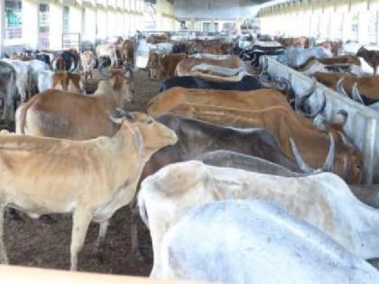 case of commission in purchase of subsidized cows, Minister of Animal Husbandry orders inquiry to Regional Joint Commissioner | अनुदानावरील गाय वाटप प्रकरण : पशुसंवर्धन मंत्र्यांचे प्रादेशिक सहआयुक्तांना चौकशीचे आदेश