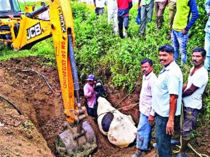 The neglected pits of beasts alive | दुर्लक्षित खड्डे प्राण्यांच्या जिवावर, एकाच दिवशी अपघाताच्या दोन घटना