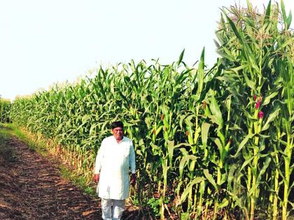 Gaibhava daada 'in maize! | मक्यातील गयभू‘दादा’!