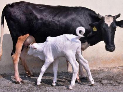 Gajaad, a flock of cattle stealing cattle | जनावरे चोरणारी फलटणची टोळी गजाआड