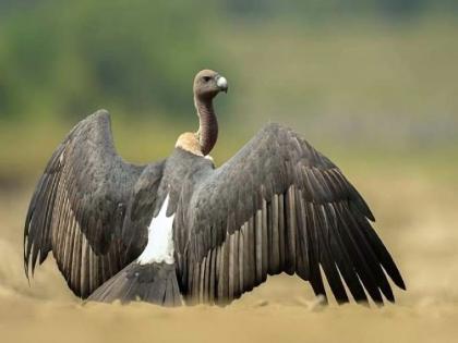 Vulture numbers declined by 90 percent; Most of the species are threatened with extinction | गिधाडांची संख्या ९० टक्के घटली; बहुतेक प्रजाती नामशेष हाेण्याची भीती