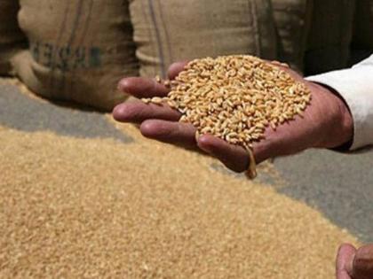 Surprisingly ... 10.5 lakh tonnes of wheat was grown in the godown without doing anything | अहो आश्चर्यम...गोदामांत काहीही न करता वाढला १०.५ लाख टन गहू