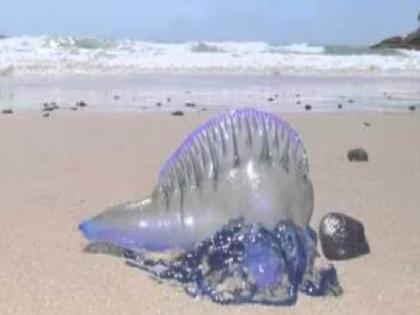 Let's go, it's time to visit 'Jellyfish', lifeguards appeal to tourists to be careful | चला चला, ‘जेलीफिश’ यायची वेळ झाली, पर्यटकांना खबरदारी घेण्याचे जीवरक्षकांचे आवाहन