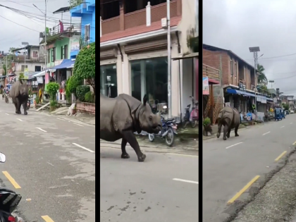 Viral Rhino Video: real or 'Jumanji' movie scene! A rhinoceros seen running outside the house; People in feared | Viral Rhino Video: सत्य की 'जुमांजी' चित्रपटातील दृष्य! घराबाहेर धावताना दिसला गेंडा; लोकांची उडाली भांबेरी...