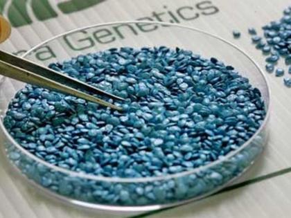 Issue of Genetically Modified Seeds pending | जनुकीय सुधारित बियाण्यांचे भिजत घोंगडे