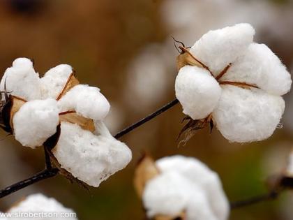 Cotton seeds will be available for sale from June 1 | १ जूनपासून कापसाचे बियाणे विक्रीसाठी उपलब्ध होणार