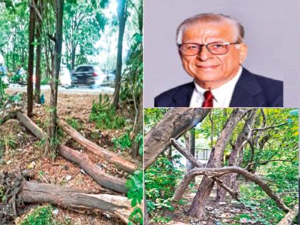 A case has been filed against a Gera builder in Pune by the police for killing trees by hiding in the middle of the night | मध्यरात्री लपून झाडांची कत्तल केल्याप्रकरणी पाेलिसांकडून पुण्यातील गेरा बिल्डरवर गुन्हा