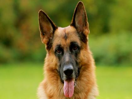 Intresting facts about German Shepherd Dog | जर्मन शेफर्डबाबत 'या' इंटरेस्टिंग गोष्टी तुम्हाला माहीत आहेत का?