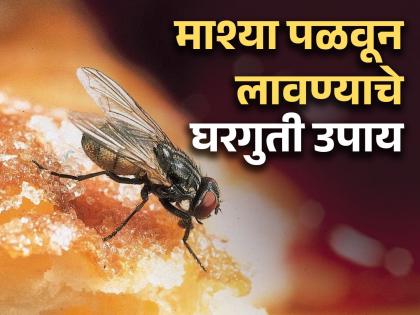 How to get rid of house flies? Know easy tips and tricks | पावसाळ्यात घरातील माश्या पळवून लावण्यासाठी वापरा 'या' खास ट्रिक्स, दिसणार नाही एकही माशी!