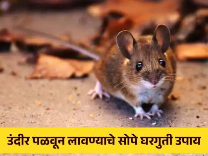 Amazing home remedies to get rid of rats from house | रातोरात घरातून पळून जातील सगळे उंदीर, एकदा करून बघाच 'हे' नॅचरल उपाय!