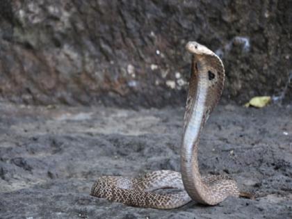 Animal rescuers discover electric toothbrush during hunting cobra | बेडरूममध्ये ज्याला 'कोब्रा' समजत होती महिला, त्याचं सत्य समोर आल्यावर झाले सगळेच हैराण