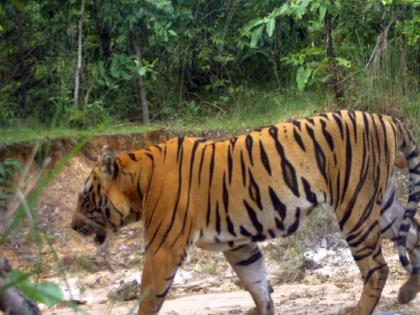 T-6 Tigress killed five people in the year; teams from Tadoba and Melghat have been entered to caged her | टी-६ वाघिणीने वर्षभरात घेतले ५ बळी; जेरबंद करण्यासाठी ताडाेबा व मेळघाटातील चमू दाखल