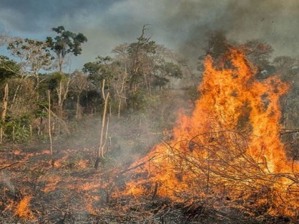 Amazon Rainforest Fire: Leonardo DiCaprio Donates 5 Million Dollars For Amazon Rainforest Fire | Amazon Rainforest Fire: 'अ‍ॅमेझॉन'साठी बॉलिवूडकर एकवटल्यावर आता हॉलिवूडचा 'हा' स्टार सरसावला मदतीसाठी