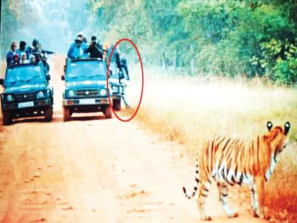 the tourist fell from the gypsy in the same way as Maya tiger | ...अन् माया वाघिणीच्या समाेर जिप्सीतून खाली पडला पर्यटक