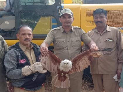 Manja trapped in the wing of Bamani Ghari, rescued by fire brigade | बामणी घारीच्या पंखात अडकला मांजा, अग्निशमन दलाकडून सुटका