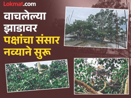 Herons have settled all over on tree again! They have once again nested in a tree in the new railway station building. | बगळ्यांनी वसवलं पुन्हा गणगोत सारं ! रेल्वे स्टेशनच्या नव्या इमारतीतील झाडावर घरटी Herons have settled all over on tree again! They have once again nested in a tree in the new railway station building. | बगळ्यांनी वसवलं पुन्हा गणगोत सारं ! रेल्वे स्टेशनच्या नव्या इमारतीतील झाडावर घरटी
