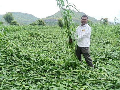 Bajra, groundnut crops in Sangamner taluka due to heavy rains; Agricultural dams also burst | संगमनेर तालुक्यात जोरदार पावसाने बाजरी, भुईमूग पिके भूईसपाट;  शेतीचे बांधही फुटले