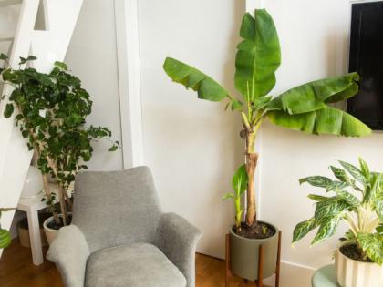 मन प्रसन्न ठेवायचे असेल तर घरात झटपट वाढणारी 'ही' सहा रोपटी अवश्य लावा!