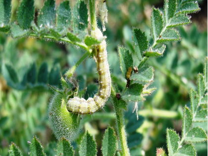 Farmers are worried due to the foggy morning, the attack of the caterpillars on the gram | सकाळी धुक्यांची चादर, हरभऱ्यावर घाटेअळीच्या हल्ल्याने शेतकरी चिंताग्रस्त