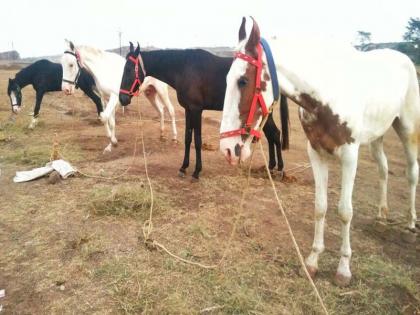 Thousands of horses have been admitted in the Sarangkheda Yatra | सारंगखेडा यात्रोत्सवात हजारांहून अधिक अश्व दाखल