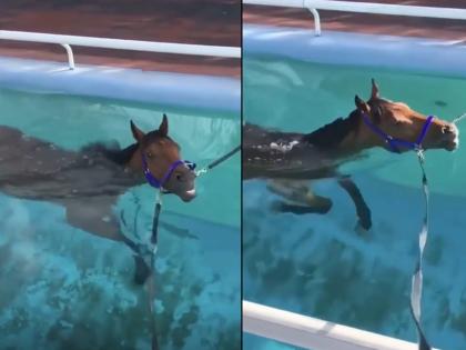 horse swimming in pool video goes viral on internet | Viral Video: घोड्याला धावताना पाहिलं असेल पण पोहताना पाहिलं आहे का? नसेल तर, पाहा हा व्हिडिओ