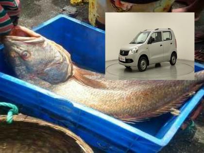 Sea Gold Ghol Fish: This fish found in India is more expensive than a car, you will be speechless after reading the name | कारपेक्षा महाग आहे भारतात सापडणारा हा मासा, नाव वाचून व्हाल अवाक्   