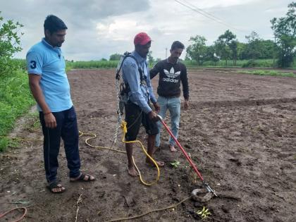 3 hours tremor in Jarali, life saved for Ghons who fell in 50 feet well! | जरळीत ३ तासांचा थरार, ५० फूट विहिरीत पडलेल्या घोणसला जीवदान !