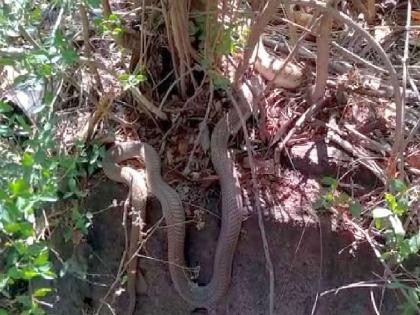 indian nag cobra swallowed russell's viper at chandrapur | बापरे.... नागाने चक्क घोणस सापाला गिळले; सर्पमित्राने दिले जीवदान