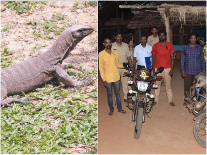 Accused walking around with arms at Sahyadri Tiger Project raped on bengal monitor lizard | विकृतीचा कळस! सह्याद्री व्याघ्र प्रकल्पात शस्त्रास्त्रांसह फिरणाऱ्या आरोपींचा घोरपडीवर बलात्कार