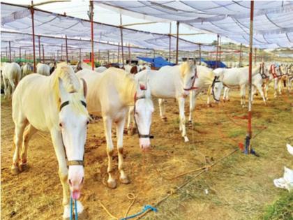 Corona stops Sarangkheda's horse market this year; | कोरोनाने रोखला यंदा सारंगखेड्याचा घोडेबाजार; यात्रोत्सव रद्द; ५० कोटींची उलाढाल थांबली