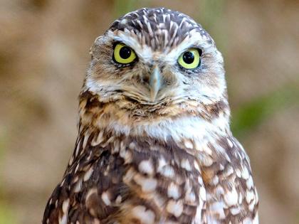 Black Magic! To defeat the candidates in Telangana, many owls smuggled by karnataka | ब्लॅक मॅजिक! तेलंगणात उमेदवाराला पराभूत करण्यासाठी चक्क घुबडांची तस्करी