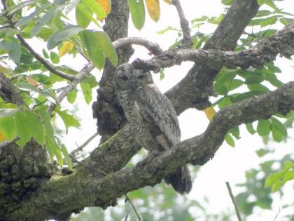 Amravati | Two owls died in three days at Melghat, reason unknown | मेळघाटात घुबडांवर संक्रांत; तीन दिवसात दोन घुबडांचा मृत्यू