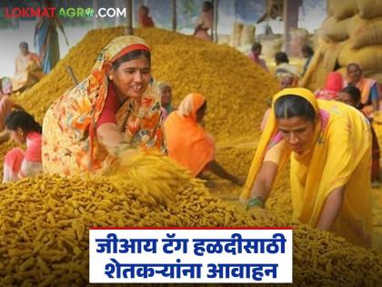 Latest news vasmat Halad Cultivate ‘GI tag’turmeric, appeal to farmers to register | ‘जीआय टॅग’ असलेल्या हळदीची लागवड करा, शेतकऱ्यांना नोंदणी करण्याचे आवाहन Latest news vasmat Halad Cultivate ‘GI tag’turmeric, appeal to farmers to register | ‘जीआय टॅग’ असलेल्या हळदीची लागवड करा, शेतकऱ्यांना नोंदणी करण्याचे आवाहन