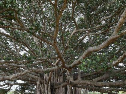 The ancient giant trees of the state will be counted | राज्यातील पुरातन महावृक्षांची होणार गणना