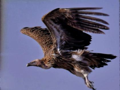 Hurricanes caused the migration of vultures; Conclusion that the number of domiciles has decreased by 18% | चक्रीवादळामुळे गिधाडांचे झाले स्थलांतर; अधिवासातील संख्येत १८ टक्के घट झाल्याचा निष्कर्ष