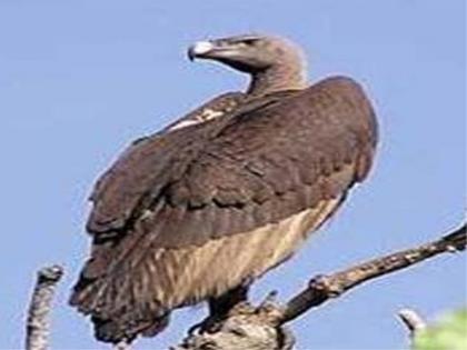 The 'vulture of the vulture' of the Talodan is closed | तळोद्यातील सोजरबारची ‘गिधाड खाणावळ’ बंद The 'vulture of the vulture' of the Talodan is closed | तळोद्यातील सोजरबारची ‘गिधाड खाणावळ’ बंद