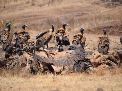  Hospitality of vultures in 'Nashik Vanrai' | ‘नाशिक वनराई’मध्ये गिधाडांचा पाहुणचार