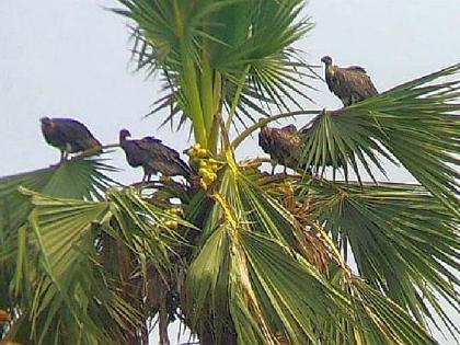 vultures showed up after 2 years environment lover excited | दाेन वर्षांनंतर पुन्हा उतरले निसर्गाचे ‘सफाई कामगार’, पक्षीप्रेमींकडून निरीक्षण व देखरेख