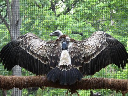 Ten vultures got GPS tags | दहा गिधाडांना लागले जीपीएस टॅग