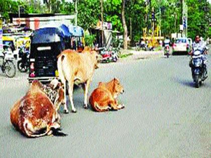 Count ten thousand to rescue the Mokat cattle | मोकाट गुरांना सोडविण्यासाठी आता दहा हजार मोजा