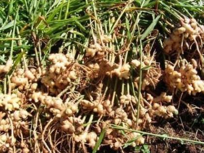 Ginger farming successful in Satpuda | सातपुड्यात यशस्वी होतोय अद्रक शेतीचा प्रयोग!