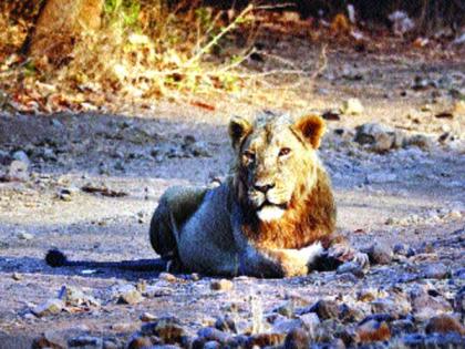 Lion's followers are in danger! | सिंहांच्या पालनहारांचेच अस्तित्व धोक्यात!