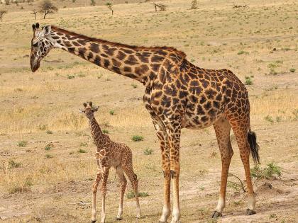 When you fail in life, remember this giraffe puppy! | आयुष्यात अपयशी व्हाल, तेव्हा हे जिराफाचे पिलू नक्की आठवून पहा!